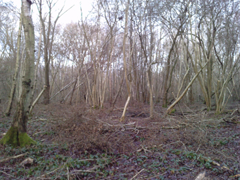 woodland to be coppiced woodland-to-be-coppiced