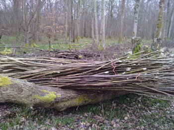 coppiced hazel coppiced hazel-for-the -wattle-walls
