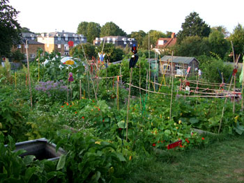 Thames Festival gardens Thames Festival gardens
