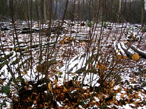Regeneration through coppicing Regeneration through coppicing