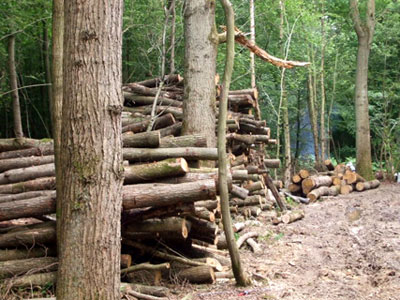 Felled trees Felled trees