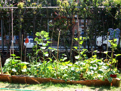 food growing beds food growing beds