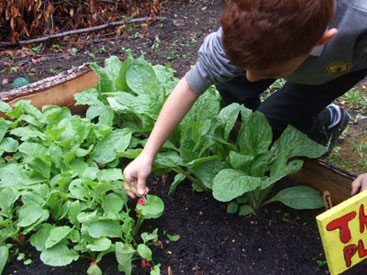 The children tend the plants The children tend the plants